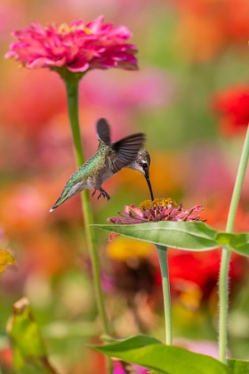 Picture of RUBY-THROATED HUMMINGBIRD-ARCHILOCHUS COLUBRIS-AT ZINNIAS UNION COUNTY-ILLINOIS