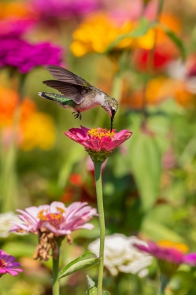 Picture of RUBY-THROATED HUMMINGBIRD-ARCHILOCHUS COLUBRIS-AT ZINNIAS UNION COUNTY-ILLINOIS