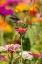 Picture of RUBY-THROATED HUMMINGBIRD-ARCHILOCHUS COLUBRIS-AT ZINNIAS UNION COUNTY-ILLINOIS