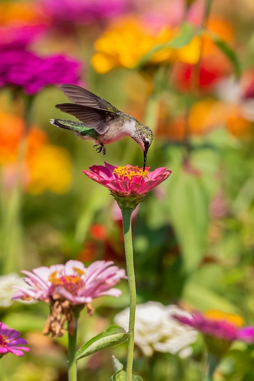 Picture of RUBY-THROATED HUMMINGBIRD-ARCHILOCHUS COLUBRIS-AT ZINNIAS UNION COUNTY-ILLINOIS