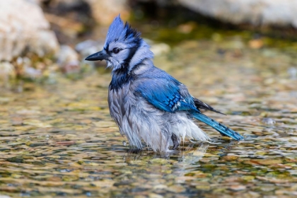 Picture of BLUE JAY-CYANOCITTA CRISTATA-BATHING MARION COUNTY-ILLINOIS