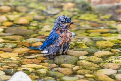 Picture of EASTERN BLUEBIRD-SIALIA SIALIS-MALE BATHING MARION COUNTY-ILLINOIS