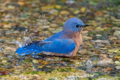 Picture of EASTERN BLUEBIRD-SIALIA SIALIS-MALE BATHING MARION COUNTY-ILLINOIS