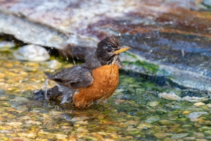 Picture of AMERICAN ROBIN-TURDUS MIGRATORIUS-BATHING MARION COUNTY-ILLINOIS
