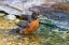 Picture of AMERICAN ROBIN-TURDUS MIGRATORIUS-BATHING MARION COUNTY-ILLINOIS