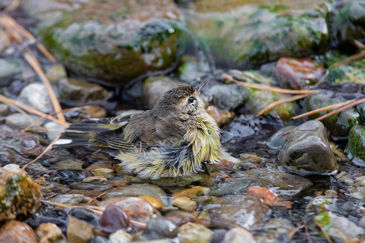 Picture of PALM WARBLER-SETOPHAGA PALMARUM-BATHING MARION COUNTY-ILLINOIS