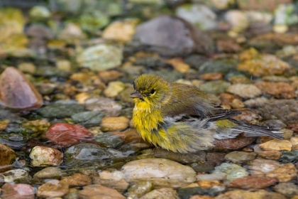 Picture of PINE WARBLER-SETOPHAGA PINUS-BATHING MARION COUNTY-ILLINOIS