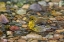 Picture of PINE WARBLER-SETOPHAGA PINUS-BATHING MARION COUNTY-ILLINOIS