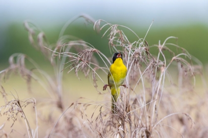 Picture of COMMON YELLOWTHROAT-GEOTHLYPIS TRICHAS-MALE SINGING IN PRAIRIE MARION COUNTY-ILLINOIS