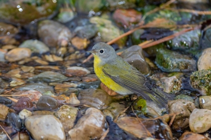 Picture of NASHVILLE WARBLER-LEIOTHLYPIS RUFICAPILLA-BATHING MARION COUNTY-ILLINOIS