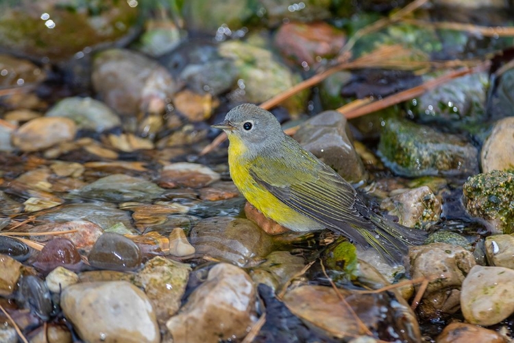 Picture of NASHVILLE WARBLER-LEIOTHLYPIS RUFICAPILLA-BATHING MARION COUNTY-ILLINOIS