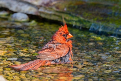 Picture of NORTHERN CARDINAL-CARDINALIS CARDINALIS-MALE BATHING MARION COUNTY-ILLINOIS