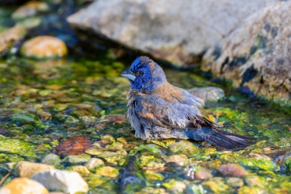 Picture of BLUE GROSBEAK-PASSERINA CAERULEA-MALE BATHING MARION COUNTY-ILLINOIS