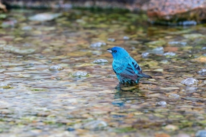 Picture of INDIGO BUNTING-PASSERINA CYANEA-MALE BATHING MARION COUNTY-ILLINOIS