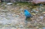 Picture of INDIGO BUNTING-PASSERINA CYANEA-MALE BATHING MARION COUNTY-ILLINOIS