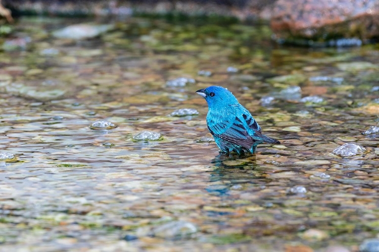 Picture of INDIGO BUNTING-PASSERINA CYANEA-MALE BATHING MARION COUNTY-ILLINOIS