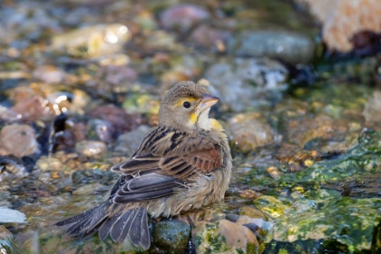 Picture of DICKCISSEL-SPIZA AMERICANA-BATHING MARION COUNTY-ILLINOIS