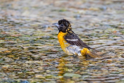 Picture of BALTIMORE ORIOLE-ICTERUS GALBULA-FEMALE BATHING MARION COUNTY-ILLINOIS