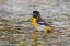 Picture of BALTIMORE ORIOLE-ICTERUS GALBULA-FEMALE BATHING MARION COUNTY-ILLINOIS