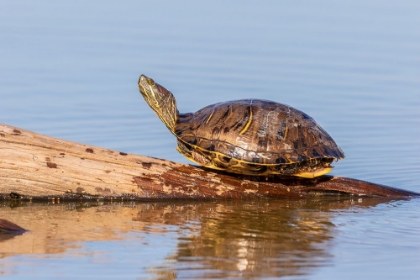 Picture of RED-EARED SLIDER(TRACHEMYS SCRIPTA ELEGANS-ON LOG IN WETLAND MARION COUNTY-ILLINOIS