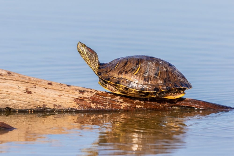 Picture of RED-EARED SLIDER(TRACHEMYS SCRIPTA ELEGANS-ON LOG IN WETLAND MARION COUNTY-ILLINOIS