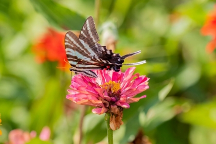 Picture of ZEBRA SWALLOWTAIL-PROTOGRAPHIUM MARCELLUS-ON ZINNIA UNION COUNTY-ILLINOIS