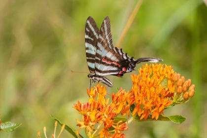 Picture of ZEBRA SWALLOWTAIL-PROTOGRAPHIUM MARCELLUS-ON BUTTERFLY MILKWEED-ASCLEPIAS TUBEROSA-MARION COUNTY-IL