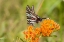 Picture of ZEBRA SWALLOWTAIL-PROTOGRAPHIUM MARCELLUS-ON BUTTERFLY MILKWEED-ASCLEPIAS TUBEROSA-MARION COUNTY-IL