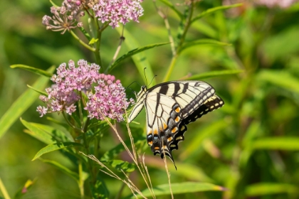 Picture of EASTERN TIGER SWALLOWTAIL-PAPILIO GLAUCUS-ON SWAMP MILKWEED-ASCLEPIAS INCARNATA-MARION COUNTY-ILLIN
