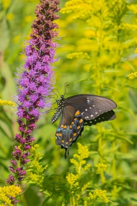 Picture of SPICEBUSH SWALLOWTAIL-PAPILIO TROILUS-ON BLAZING STAR-LIATRIS SPICATA-MARION COUNTY-ILLINOIS