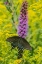 Picture of SPICEBUSH SWALLOWTAIL-PAPILIO TROILUS-ON BLAZING STAR-LIATRIS SPICATA-MARION COUNTY-ILLINOIS