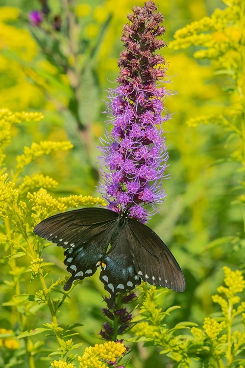 Picture of SPICEBUSH SWALLOWTAIL-PAPILIO TROILUS-ON BLAZING STAR-LIATRIS SPICATA-MARION COUNTY-ILLINOIS