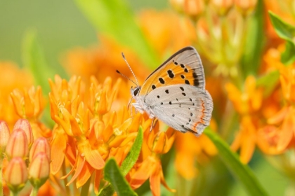 Picture of AMERICAN COPPER-LYCAENA PHLAEAS-ON BUTTERFLY MILKWEED-ASCLEPIAS TUBEROSA-LAWRENCE COUNTY-ILLINOIS