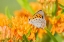 Picture of AMERICAN COPPER-LYCAENA PHLAEAS-ON BUTTERFLY MILKWEED-ASCLEPIAS TUBEROSA-LAWRENCE COUNTY-ILLINOIS