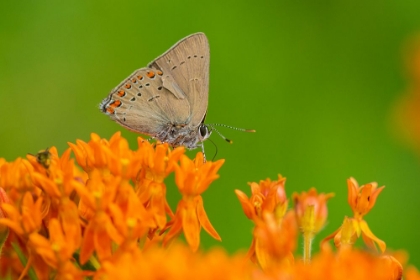 Picture of CORAL HAIRSTREAK-SATYRIUM TITUS-ON BUTTERFLY MILKWEED-ASCLEPIAS TUBEROSA-STEPHEN A-FORBES STATE PAR
