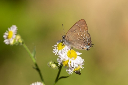 Picture of BANDED HAIRSTREAK-SATRYIUM CALANUS-MARION COUNTY-ILLINOIS