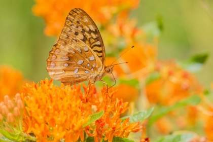 Picture of GREAT SPANGLED FRITILLARY-SPEYERIA CYBELE-ON BUTTERFLY MILKWEED-ASCLEPIAS TUBEROSA-MARION COUNTY-IL