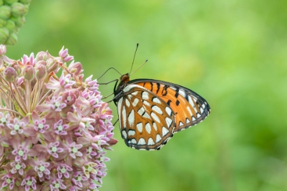 Picture of REGAL FRITILLARY-SPEYERIA IDALIA-FEMALE ON COMMON MILKWEED-ASCLEPIAS SYRIACA-SAND PRAIRIE-SCRUB OAK