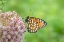 Picture of REGAL FRITILLARY-SPEYERIA IDALIA-FEMALE ON COMMON MILKWEED-ASCLEPIAS SYRIACA-SAND PRAIRIE-SCRUB OAK