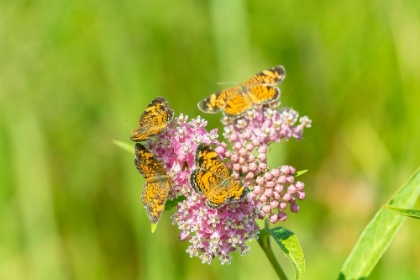 Picture of PEARL CRESCENTS-PHYCIODES THAROS-ON SWAMP MILKWEED-ASCLEPIAS INCARNATA-MARION COUNTY-ILLINOIS