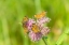 Picture of PEARL CRESCENTS-PHYCIODES THAROS-ON SWAMP MILKWEED-ASCLEPIAS INCARNATA-MARION COUNTY-ILLINOIS