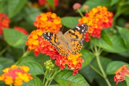 Picture of PAINTED LADY-VANESSA CARDUI-ON RED SPREAD LANTANA-LANTANA CAMARA-MARION COUNTY-ILLINOIS