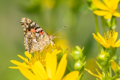 Picture of PAINTED LADY-VANESSA CARDUI-ON CUP PLANT-SILPHIUM PERFOLIATUM-MARION COUNTY-ILLINOIS