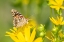 Picture of PAINTED LADY-VANESSA CARDUI-ON CUP PLANT-SILPHIUM PERFOLIATUM-MARION COUNTY-ILLINOIS