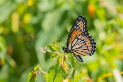 Picture of VICEROY-LIMENITIS ARCHIPPUS-IN PRAIRIE MARION COUNTY-ILLINOIS