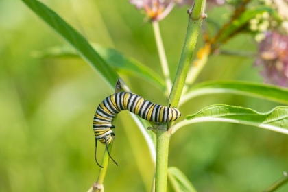 Picture of MONARCH-DANAUS PLEXIPPUS-CATERPILLAR ON SWAMP MILKWEED-ASCLEPIAS INCARNATA-MARION COUNTY-ILLINOIS