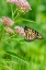 Picture of MONARCH-DANAUS PLEXIPPUS-ON SWAMP MILKWEED-ASCLEPIAS INCARNATA-MARION COUNTY-ILLINOIS