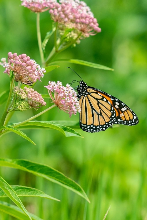 Picture of MONARCH-DANAUS PLEXIPPUS-ON SWAMP MILKWEED-ASCLEPIAS INCARNATA-MARION COUNTY-ILLINOIS