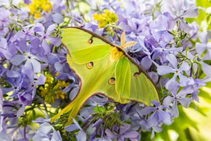 Picture of LUNA MOTH-ACTIAS LUNA-ON PHLOX MARION COUNTY-ILLINOIS