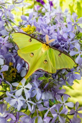 Picture of LUNA MOTH-ACTIAS LUNA-ON PHLOX MARION COUNTY-ILLINOIS